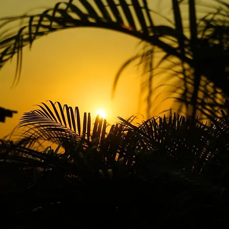 Zeal Tadoba * Kolara
